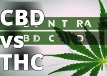 Health And Wellness: A Complete Guide To Cbd Vs Thc
